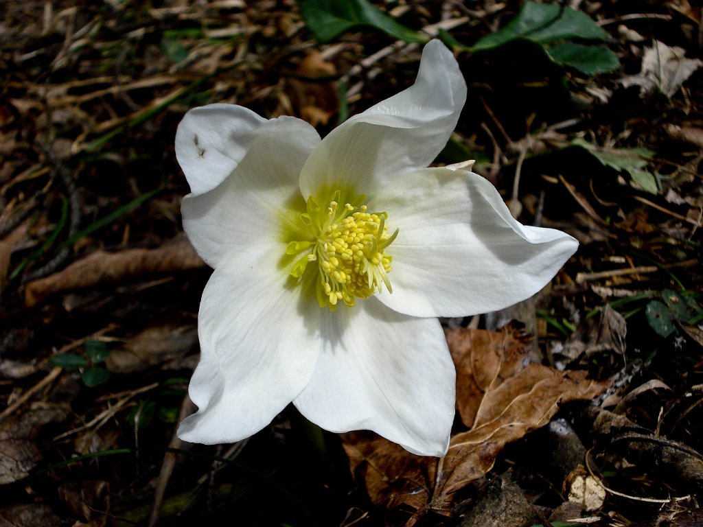 11 Die wunderbaren Schneerosen und.JPG